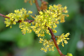 Yellow blossom of Cornus officinalis, Japanese cornelian cherry, in flower.