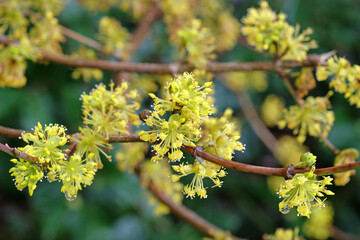 Yellow blossom of Cornus officinalis, Japanese cornelian cherry, in flower.