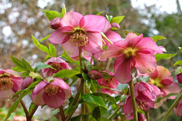 Obraz premium Pink Helleborus hybridus, hybrid hellebore, Lenten rose, or snow rose in flower