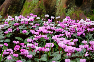 Purple and pink Cyclamen coum, the eastern sowbread, in flower
