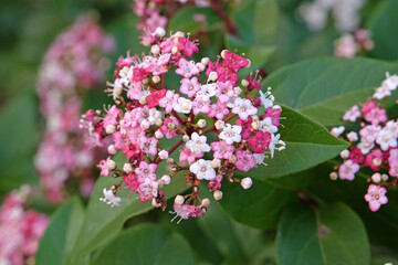 Dainty white and pink Viburnum tinus laurustinus ‘Lisa Rose’ in flower.