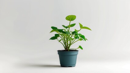 Potted baby houseplant against a white background.