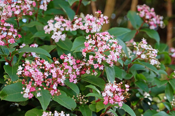 Dainty white and pink Viburnum tinus laurustinus ‘Lisa Rose’ in flower.