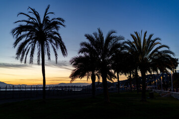 Silhouetted palm trees stand tall against a stunning sunset sky at the beach as dusk settles in. © Fernando