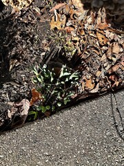 autumn leaves on the ground