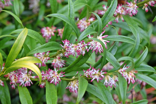 White and purple Sarcococca confusa, sweet box, in flower.