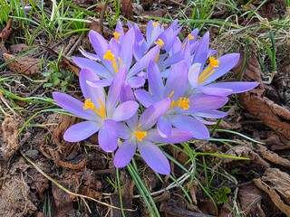 Crocuses, the first spring flowers in the garden