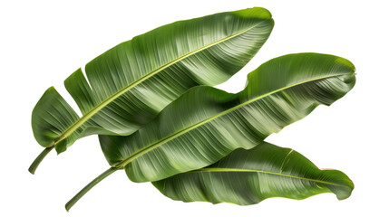 Vibrant green banana leaves creating a tropical backdrop on transparent background