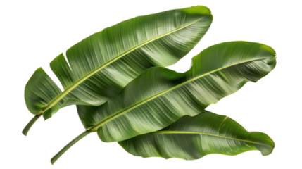 Vibrant green banana leaves creating a tropical backdrop on transparent background