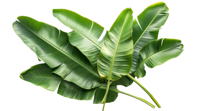 Fresh green banana leaves creating tropical vibe on transparent background