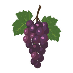 Fototapeta premium elegant illustration of bunch of grapes