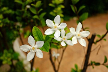 beautiful botanical shot, natural wallpaper