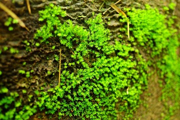 moss on a tree trunk