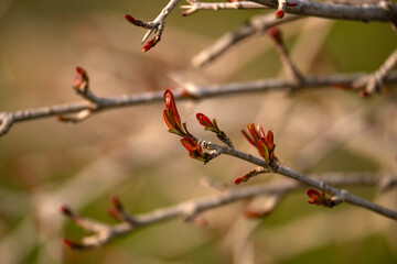 Red orange coloured spring pomegranate leaves that will shortly turn green.