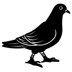 vector illustration of dove