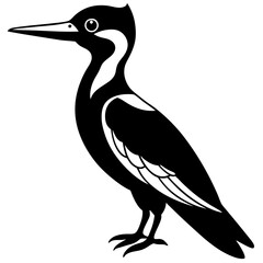 Fototapeta premium black crowned night heron
