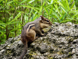 A closeup shot of Asian Chipmunk sitting on ground of forest against blur greenery background