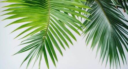 Obraz premium Palm leaf on a light-colored backdrop.