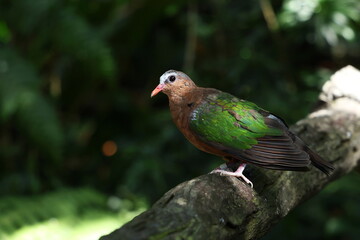Thick-billed green pigeon alone on a branch (Sunlight shines on the branches) has bright green wing feathers, brown body feathers. The Treron curvirostra is species of bird in the family Columbidae. 
