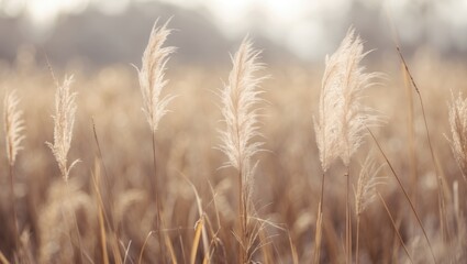 Obraz premium Pampas grass during autumn. Natural backdrop. Dry beige reed. Soft neutral hues and earth tones. Selective focus.