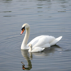 Obraz premium swan on the lake