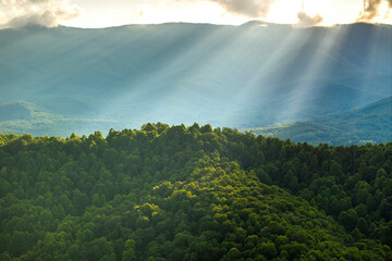 Morning forest in North Carolina Appalachian mountains, USA. Mount Mitchell peak in Blue Ridge Mountains. American nature in summer season