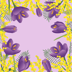 Spring background, card with crocus and mimosa flowers. Square format with copy space.