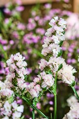 Delicate Pink and White Limonium Flowers Close-Up