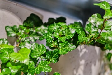 Close-Up of English Ivy Leaves Indoors