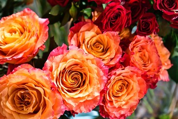 Vibrant Orange and Red Roses Closeup