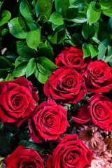 Lush Red Roses with Green Leaves
