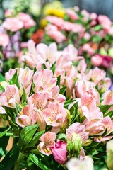 Soft Pink Alstroemeria Flowers in Bloom