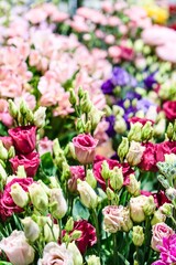 Obraz premium Colorful Bouquet of Lisianthus Flowers in Full Bloom