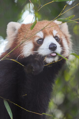 Obraz premium red panda