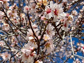 almond blossom