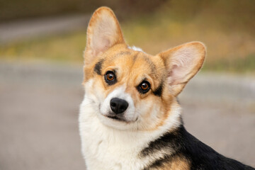 Beautiful portrait of a tricolor Pembroke Welsh Corgi