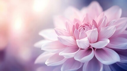 Fototapeta premium Serene Pink Dahlia Bloom: A Gentle Embrace of Nature's Beauty