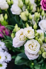 Elegant White Lisianthus Flowers in Bloom