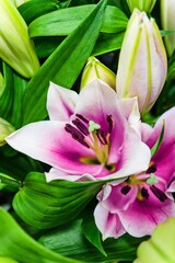 Fototapeta premium Vibrant Pink Lily in Full Bloom with Green Foliage