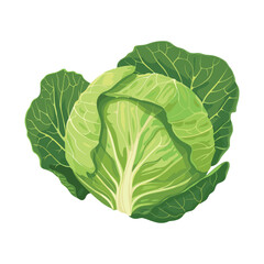 Obraz premium elegant illustration of fresh green cabbage