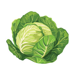 elegant illustration of fresh green cabbage