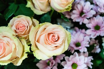 Pastel Peach Roses with Soft Green Edges