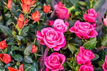Contrast of Pink and Orange Roses in Bloom