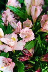 Obraz premium Delicate Pink Alstroemeria Flowers in Bloom