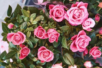 Lush Pink Roses with Deep Green Leaves