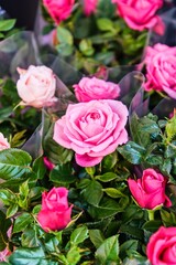 Fresh Pink Roses in Blooming Bouquet