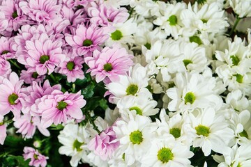 Pink and White Chrysanthemum Bouquet – Soft Floral Harmon