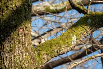 Eurasian nuthatch sitta europaea perched on the branch of a tree with blue sky in the background