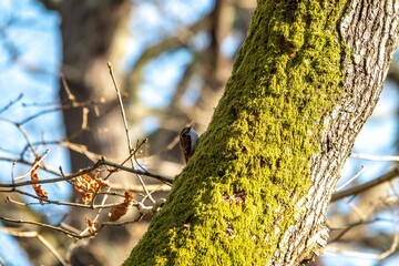 treecreeper certhia familiaris scuttling up the trunk of a tree