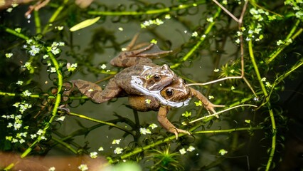 Frogs mating in a pond